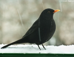 kos Turdus merula, samiec