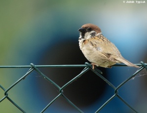 mazurek Passer montanus