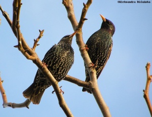 szpak Sturnus vulgaris, para szpaków