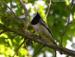 pliszka siwa Motacilla alba