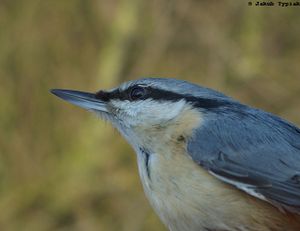 kowalik sitta europaea