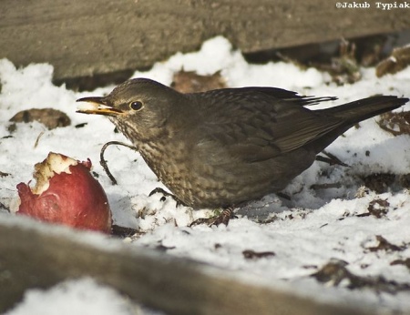 Samica kosa Turdus merula jedząca jabłko wyłożone pod karmnikiem