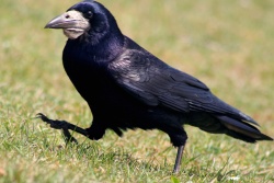 Gawron Corvus frugilegus