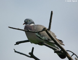 Gołąb grzywacz, grzywacz Columba palumbus