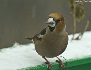 grubodziób Coccothraustes coccothraustes