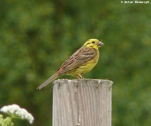 trznadel Emberiza citrinella