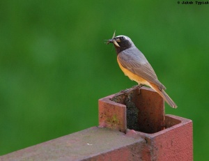 pleszka Phoenicurus phoenicurus