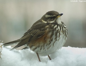 droździk Turdus iliacus