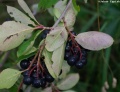 Aronia 03.jpg