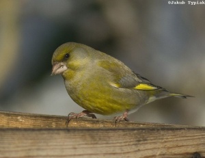 dzwoniec Carduelis chloris