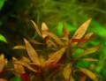 Miniatura wersji z 21:31, 4 sie 2011