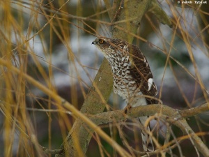 krogulec Accipiter nisus