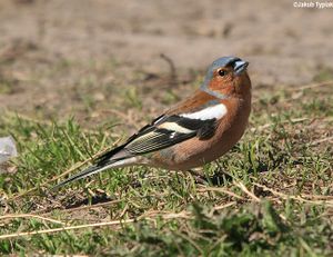 zięba Fringilla coelebs - samiec