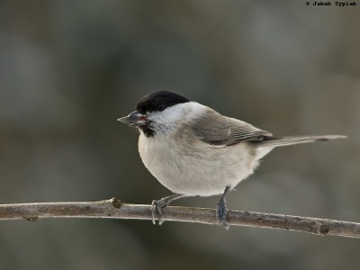 sikora uboga Poecile palustris