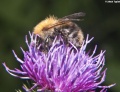 Miniatura wersji z 23:34, 30 maj 2012