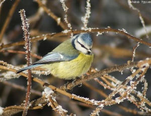 modraszka Cyanistes caeruleus