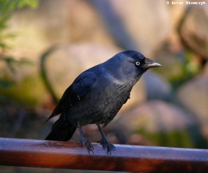 kawka Corvus monedula