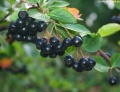 Aronia 02.jpg