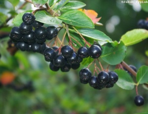 aronia