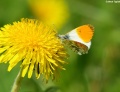 Miniatura wersji z 21:35, 4 maj 2011
