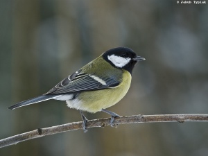 bogatka Parus major