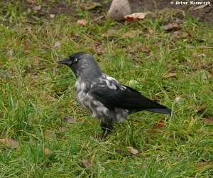 kawka Corvus monedula