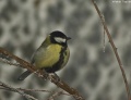 Miniatura wersji z 21:01, 2 lis 2009