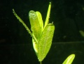 Miniatura wersji z 15:49, 3 sie 2011