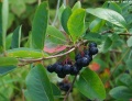 Aronia 01.jpg