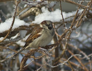 wróbel Passer domesticus - samiec