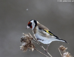 szczygieł Carduelis carduelis