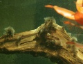 Miniatura wersji z 21:31, 4 sie 2011