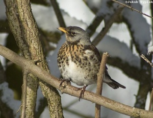 kwiczoł Turdus pilaris