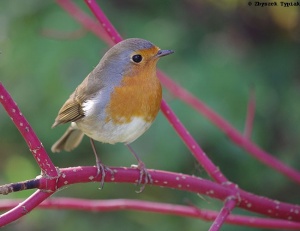 rudzik, erithacus rubecula