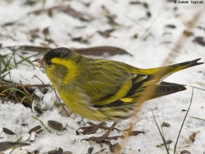 Czyż Carduelis spinus, samiec